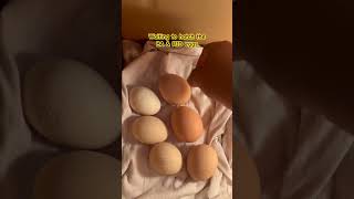 Download lagu #DreamTrackAI Waiting to hatch the egg #j4vlogs mp3
