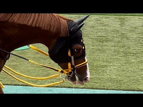 【安田記念2023】野獣のような怪しい目つきと歩き方でメイケイエールの後を追うジャックドール