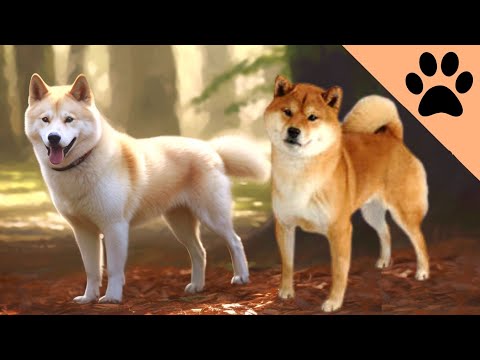 Akita vs Shiba Inu - Which is the best?