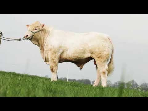 Pedigree Charolais Bull - Image 2