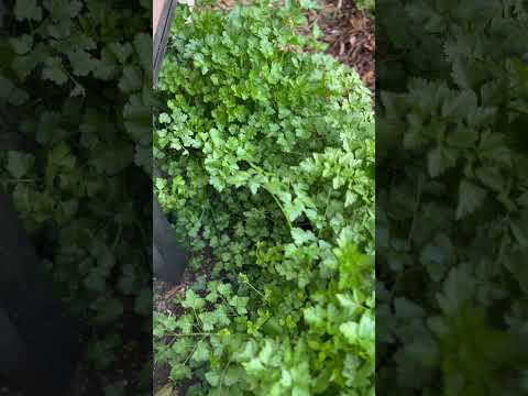 庭にハーブを植える時期