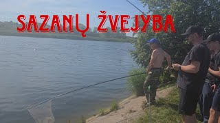 SAZANŲ ŽVEJYBA | SKIRVYTĖ