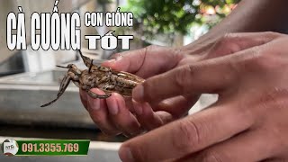 LỰA CHỌN CON GIỐNG CÀ CUỐNG TỐT