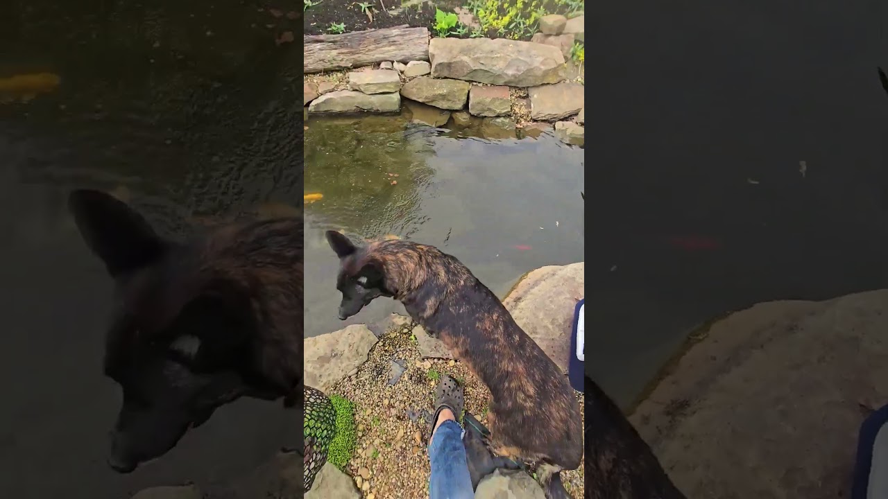 Ik heb vissen gered voor de vijver! #WhittAcres #eenparadijscreëren #genietvandenatuurvandaag