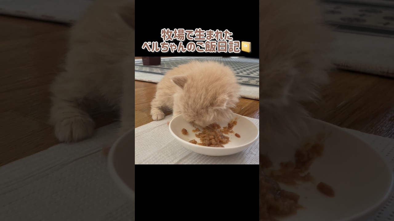 【かわちぃ】牧場で生まれた子猫のご飯日記📔
