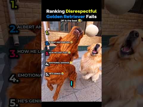 HE STOLE IT ALL! 🐶 Disrespectful Golden Retriever Fails Ranked!