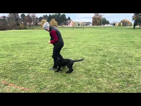 André z Jukasu - first obedience - 3 months