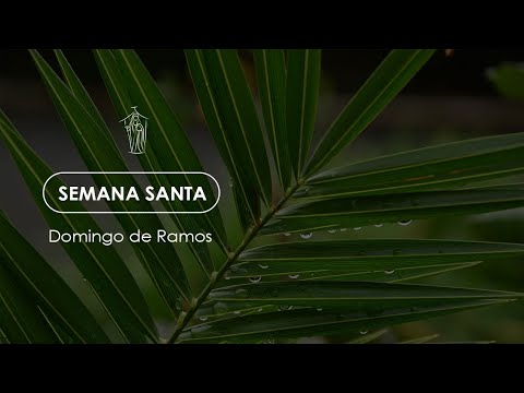 Domingo de Ramos, santa missa ❤️🌿