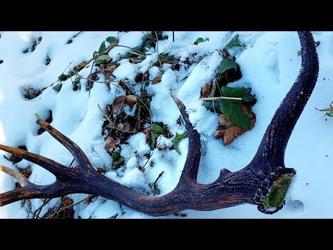 Zrzuty  2026- lada stara tyka