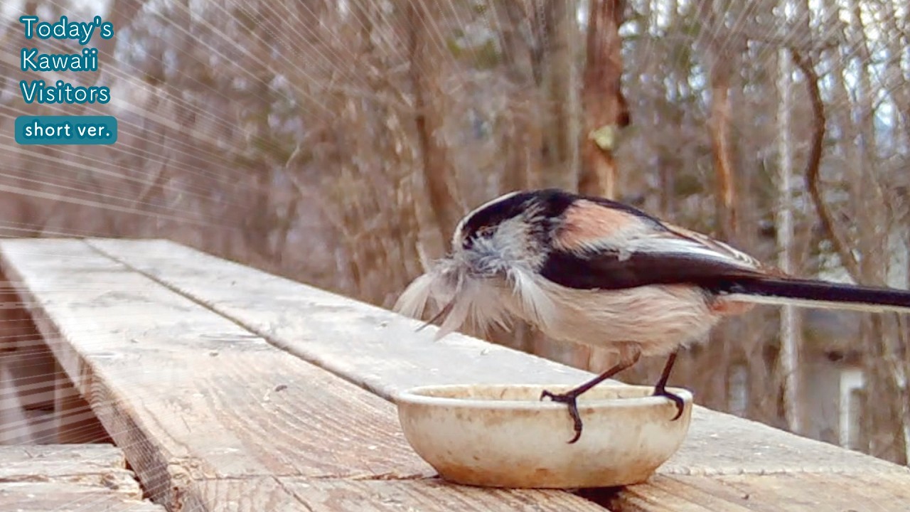 エナガ、羽根をどこかに運んでいく・・・