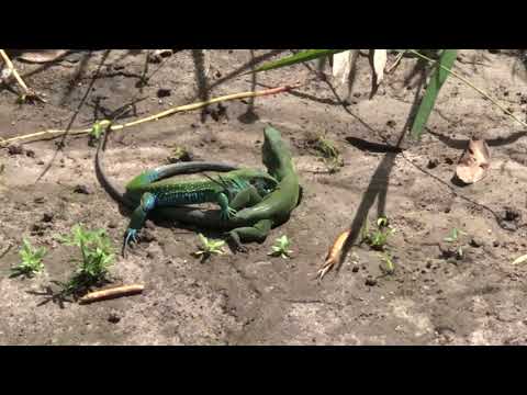 Briga Mortal entre Lagartos Verdes (Ameiva ameiva) em Sapucarana, Bezerros - PE