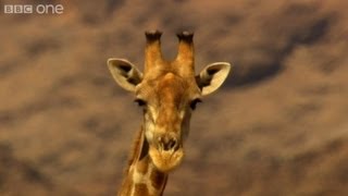 BBC Africa – Kalahari Giraffes