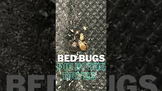 Bed Bugs (And All Life Stages) Will Die In The Dryer! #bedbugs #bugs #bedbugskillers