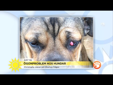 Veterinären svarar på frågor om ögonproblem hos hundar - Nyhetsmorgon (TV4)