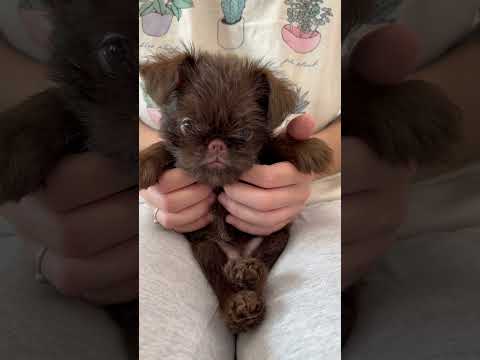 little griffon #shorts#griffon#puppy