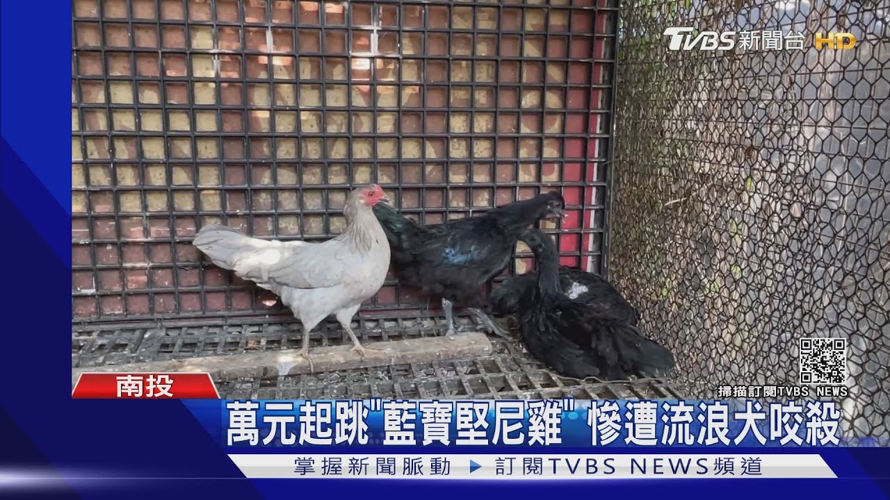 萬元起跳「藍寶堅尼雞」 慘遭流浪犬咬殺