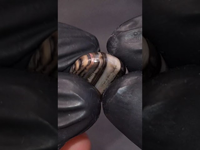 حجر عقيق كلر باند طبيعي
