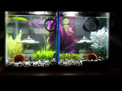 Betta Fish Tank Timelapse