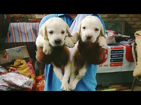 Labrador puppies available for sale at Kushagra dog kennel call now 8303399198up Varanasi