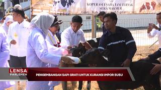 Pengembangan Sapi Grati Untuk Kurangi Impor Susu - Lensa Parlemen