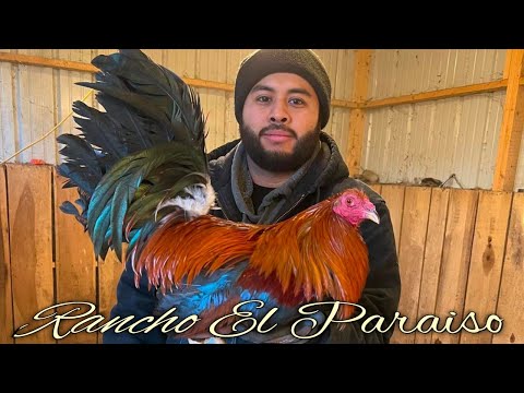 Sweater Yellow leg hatch Kelso - EL PARAISO FARM