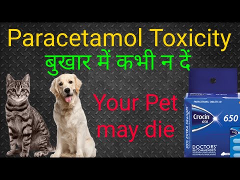 Paracetamol Toxicity in cat and dog: Must watch by all pet lovers