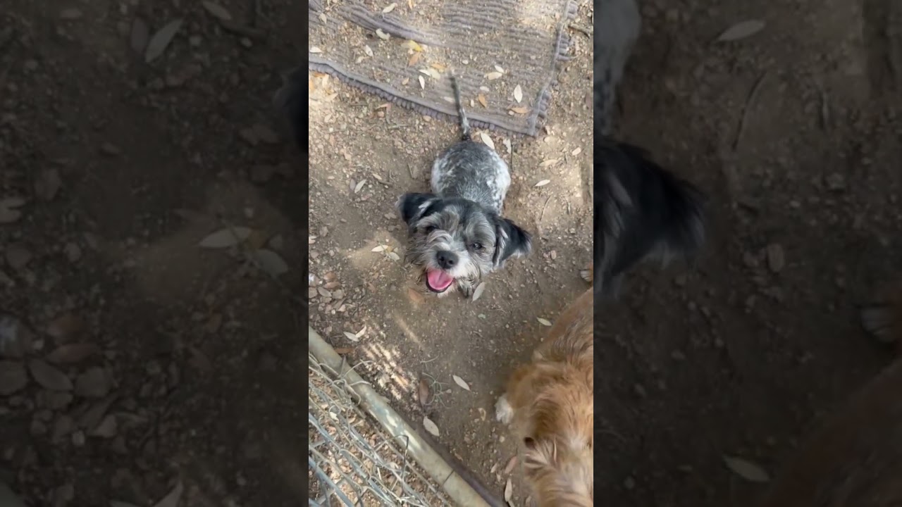 Enlarge Rosie, a Adopted mixed breed in Boulder, CO video 2/6