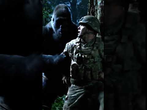 Gorilla Fight With Army Soldiers when arymy hunt the gorilla in the jungle