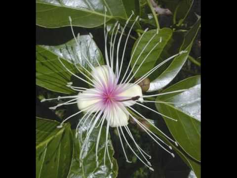 download lagu mp3 mp4 Manjinte Marayitta Free, download lagu Manjinte Marayitta Free gratis, unduh video klip Manjinte Marayitta Free