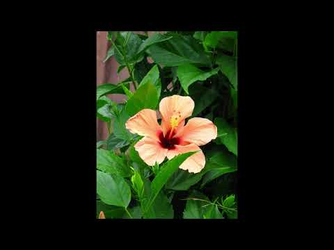 Fuiva Tangi he Hala Paini - Meleane Taufa