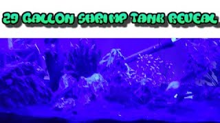 #Shrimp #Aquarium  The 29 Gallon Shrimp Tank Revealed
