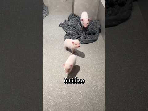 เมื่อฉันโดนลูกหมู 3 ตัวรุมจู่โจม!
