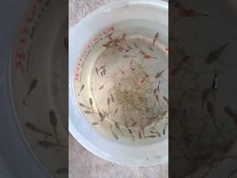 Guppy fishes #guppyfishfarming #guppy #fish #guppyfish #guppyhouse #shorts