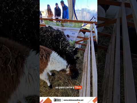 Llamas como ahuyentadoras de perros para manejo en ganado menor