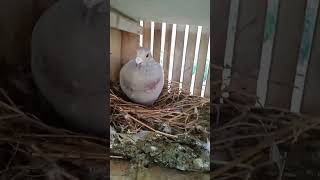 Download lagu merpati tak pernah ingkar janji mp3