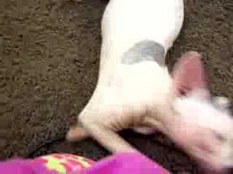 Got cat nip?  (or hair)  SPHYNX GONE WILD  groovysphynx groovy sphynx