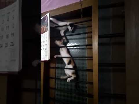 little kittens are climbing in the window ☺