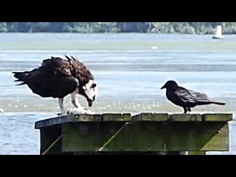 Crow stealing food from an Osprey