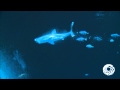 Great White Shark has a Midday Meal: September 19, 2011