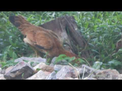 Natural life of bird in Cambodia! Simple life of cock
