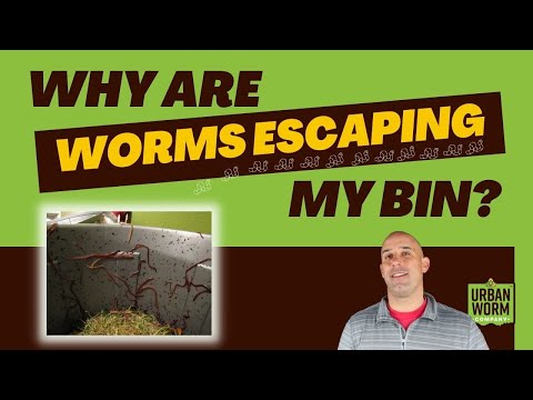 Why Are Worms Trying to Escape my Worm Compost Bin?