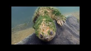 8 Animales Que Viven SIGLOS | 2 Son INMORTALES 😲 Nunca Mueren.