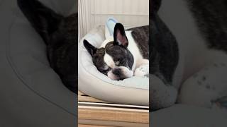 フレブルが初めての健康診断に行ったきたらこれ😂