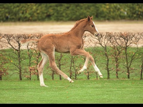 Nr. 8 | Hengstfohlen v. Catch - Carentan