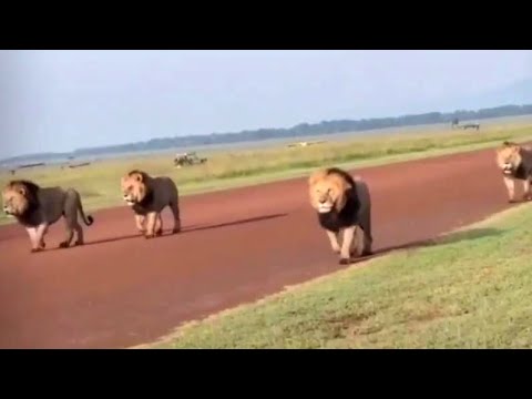 Lion Coalition The Bila Shaka Males | 6 Pack Coalition | Story of The Bila-Shaka Boys