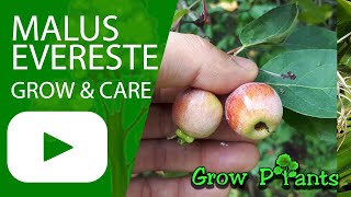 Malus Evereste  - grow & care (Crabapple)
