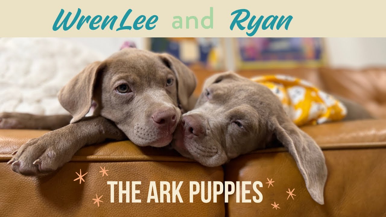 Enlarge Ryan Ark, a Adopted mixed breed in Orem, UT video 2/6