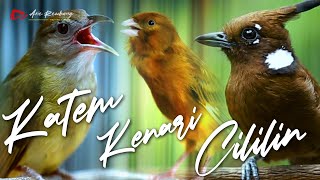 Download lagu KAPAS TEMBAK - CILILIN - KENARI KOMBINASI MASTERAN WENAK mp3 Download lagu KAPAS TEMBAK - CILILIN - KENARI KOMBINASI MASTERAN WENAK mp3