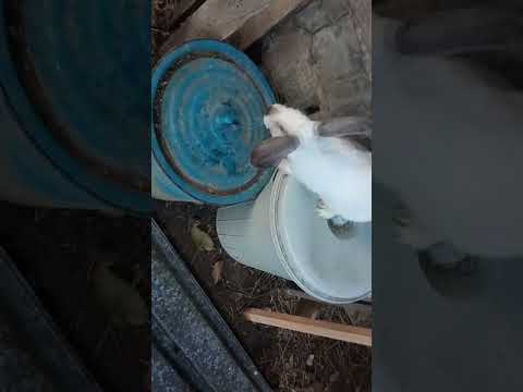 სიახლე ფერმაში!!!