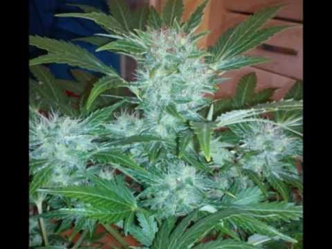 ak47 / lowrider #2 grow 600 watt ( 2nd update )